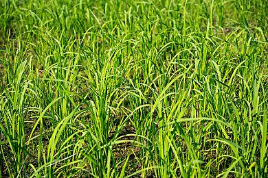 消息称《最终幻想7：重制版》暂无登陆NS2主机计划